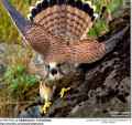 Обыкновенная пустельга фото (Falco tinnunculus) - изображение №754 onbird.ru.<br>Источник: www.avianweb.com